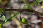 Coastal groundcherry